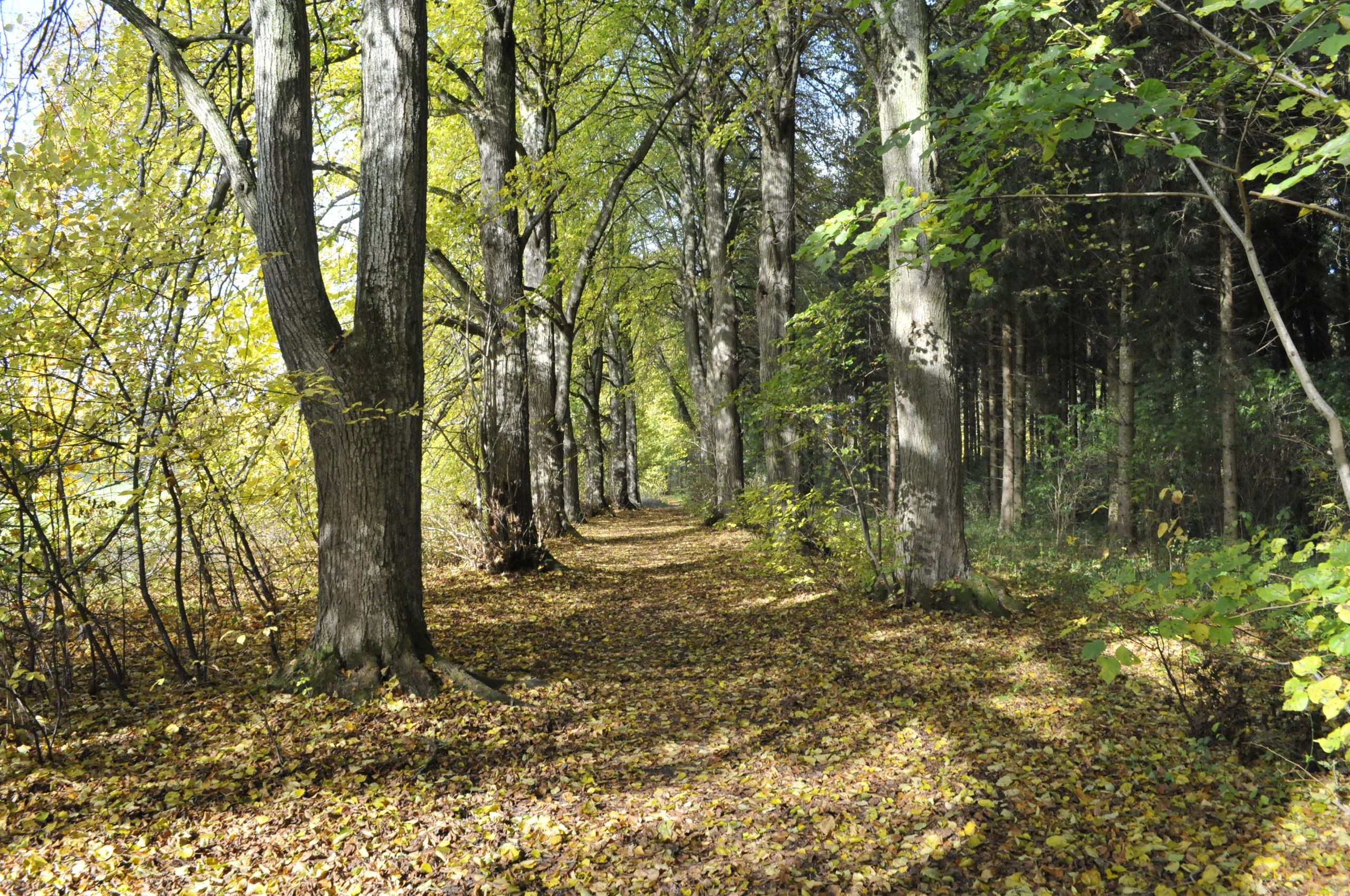 Natur-Erlebnistour durch den Bürgerwald